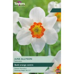 Narcissi June Allyson