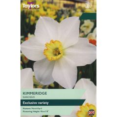 Narcissi Kimmeridge