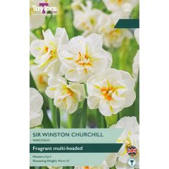 Narcissi Sir Winston Churchill