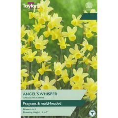 Narcissi Angel's Whisper