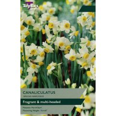 Narcissi Canaliculatus