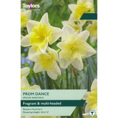 Narcissi Prom Dance