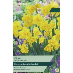 Narcissi Quail