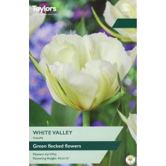 Tulip White Valley