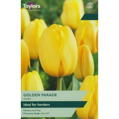 Tulip Golden Parade