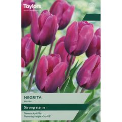 Tulip Negrita