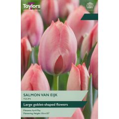 Tulip Salmon Van Eijk