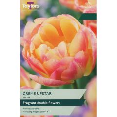 Tulip Crème Upstar