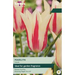 Tulip Marilyn