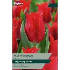 Tulip Pretty Woman