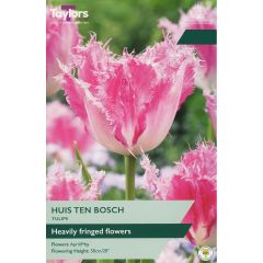 Tulip Huis Ten Bosch