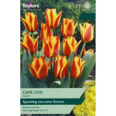 Tulip Cape Cod