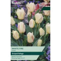 Tulip White Fire