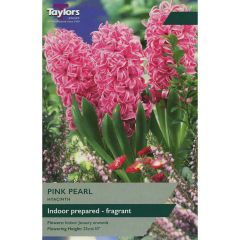 Hyacinth Pink Pearl  - Indoor Prepared