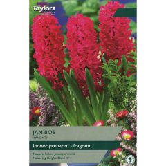 Hyacinth Jan Bos - Indoor Prepared