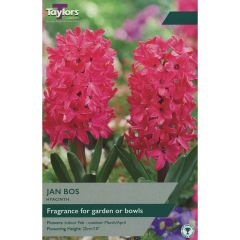 Hyacinth Jan Bos - Garden