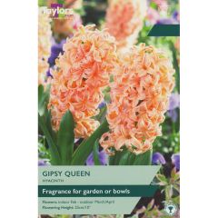 Hyacinth Gipsy Queen - Garden