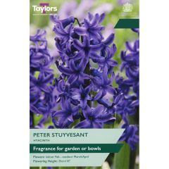 Hyacinth Peter Stuyvesant - Garden
