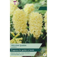 Hyacinth Yellow Queen - Garden