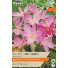 Colchicum Cilicium Purpureum - Autumn Flowering Crocus