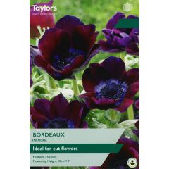 Anemone Bordeaux