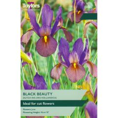 Iris Hollandica Black Beauty