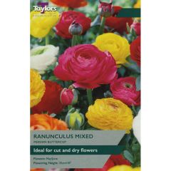 Ranunculus Mixed Colours