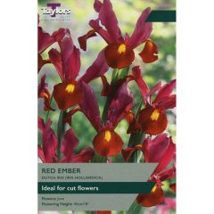 Iris Hollandica Red Ember