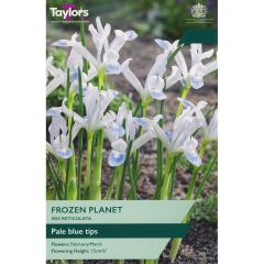 Iris Reticulata Frozen Planet