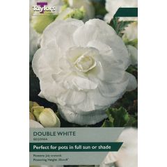 Begonia White Double
