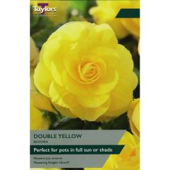 Begonia Yellow Double