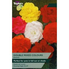 Begonia Mixed Double