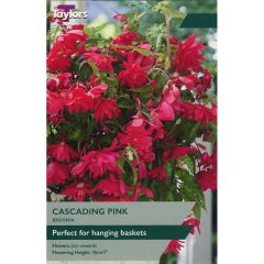 Begonia Pink Cascading