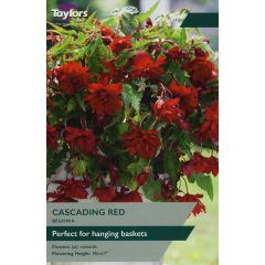 Begonia Red Cascading