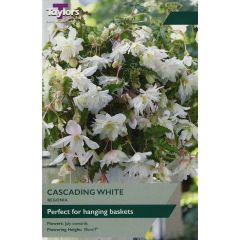 Begonia White Cascading