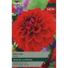 Dahlia Red Cap