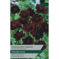 Cosmos Atrosanguineus (Chocolate Plant)