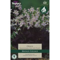 Oxalis Triangularis (The Love Plant)