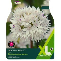 Allium Graceful Beauty (XL Value Pack)