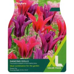 Tulip Dancing Dolls (XL Value Pack)