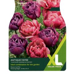 Tulip Antique Fayre (XL Value Pack)