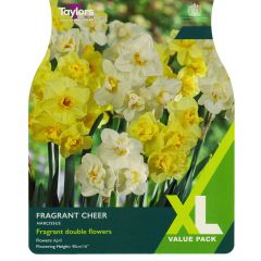 Narcissi Fragrant Cheer (XL Value Pack)