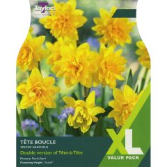 Narcissi Tête Boucle (XL Value Pack)