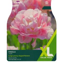 Tulip Finola (XL Value Pack)