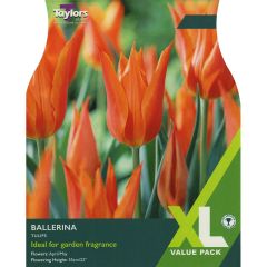 Tulip Ballerina (XL Value Pack)