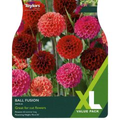 Dahlia Ball Fusion (XL Value Pack)