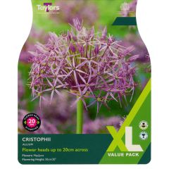Allium Cristophii (XL Value Pack)
