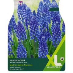 Muscari Armeniacum (XL Value Pack)