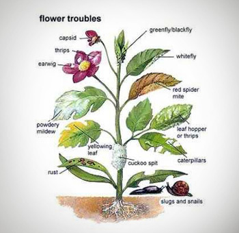 Flower Troubles