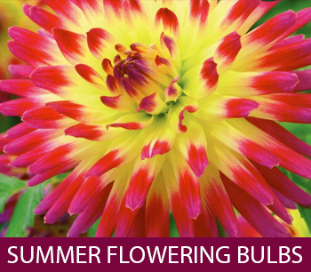 summer flowering bulbs
